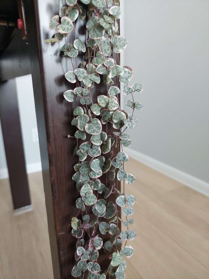 Ceropegia woodii variegata 3