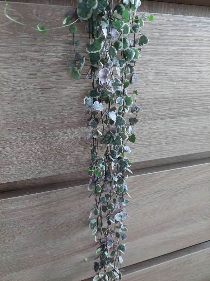 Ceropegia woodii variegata 3