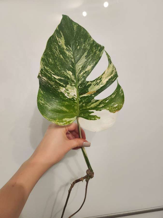 Monstera variegata 2