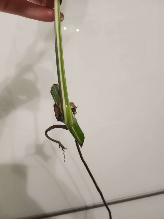 Monstera variegata 5