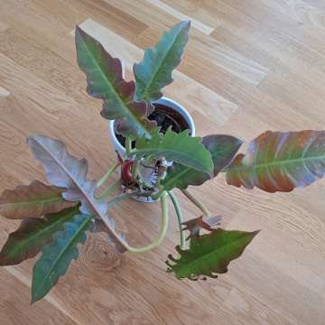 Philodendron Narrow