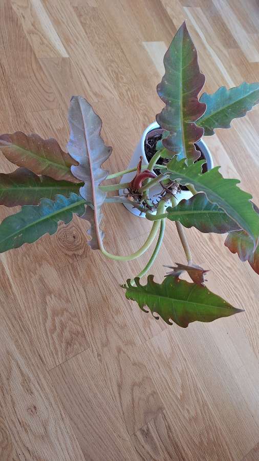 Philodendron Narrow 2