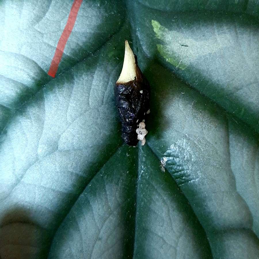 Alokazja Silver Dragon BULWA