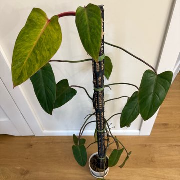 Filo painted lady ponad 100cm