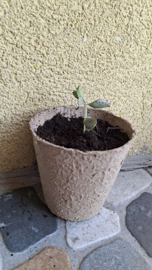 Sadzonki Żyworódki Daigremonta 3