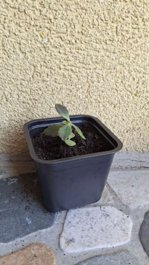 Sadzonki Żyworódki Daigremonta 2