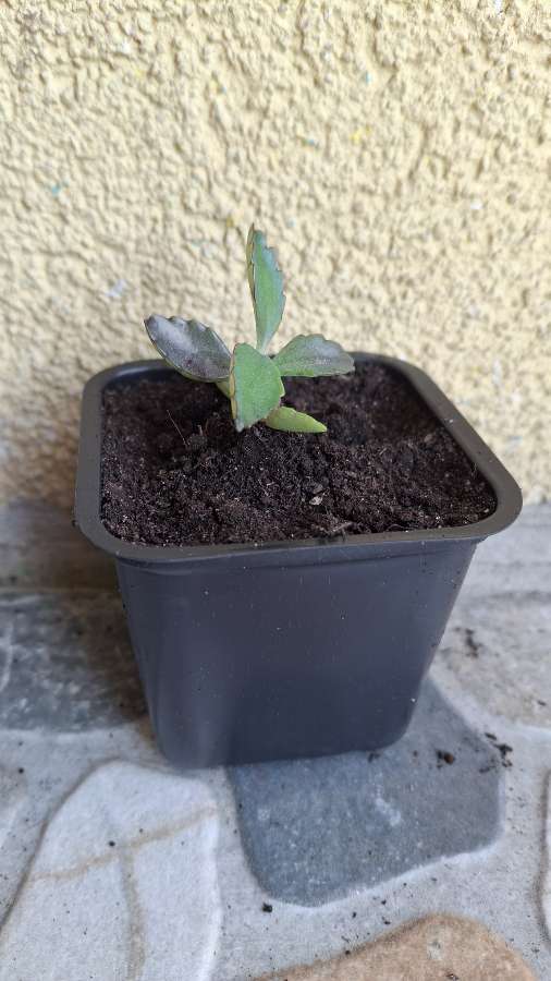 Sadzonki Żyworódki Daigremonta 4