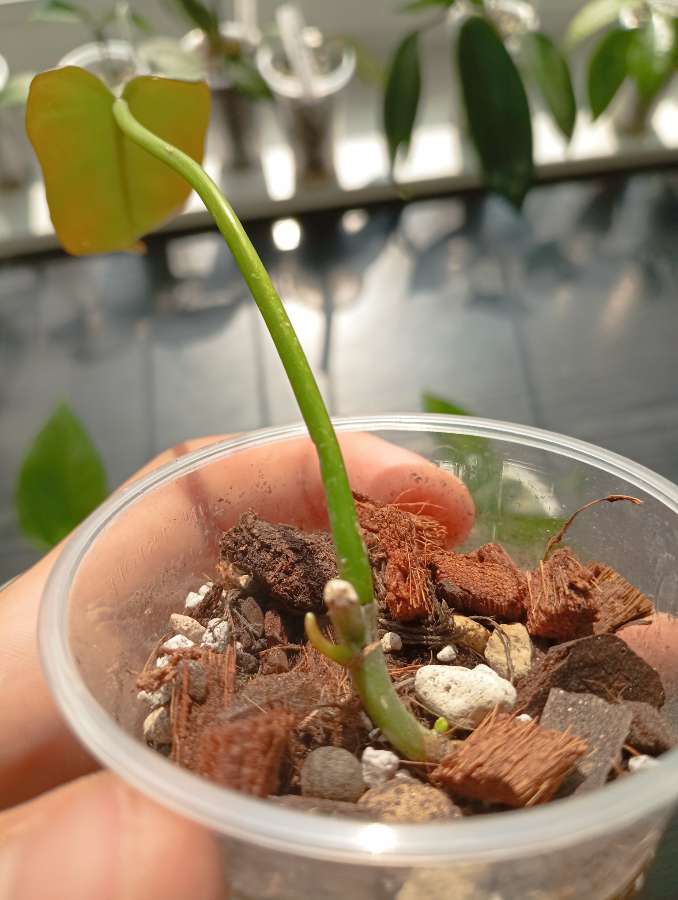 Philodendron atabopoense 2
