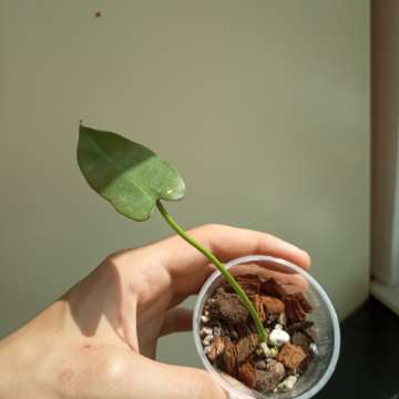 Philodendron atabopoense