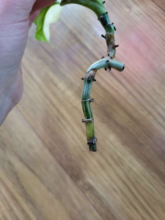Philodendron domesticum variegata 3