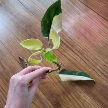 Philodendron domesticum variegata