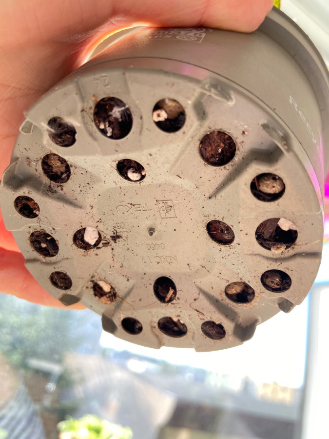 Trzykrotka ‘Nanouk’ 3