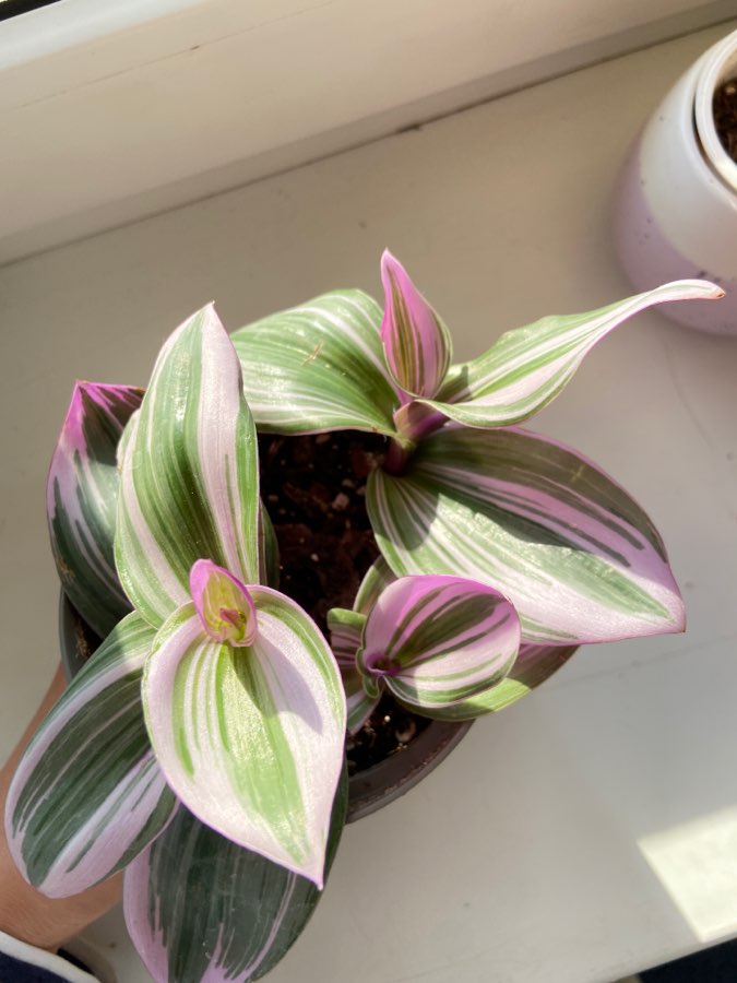 Trzykrotka ‘Nanouk’ 2