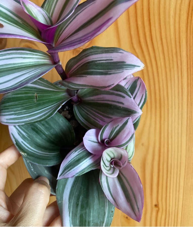 Trzykrotka ‘Nanouk’