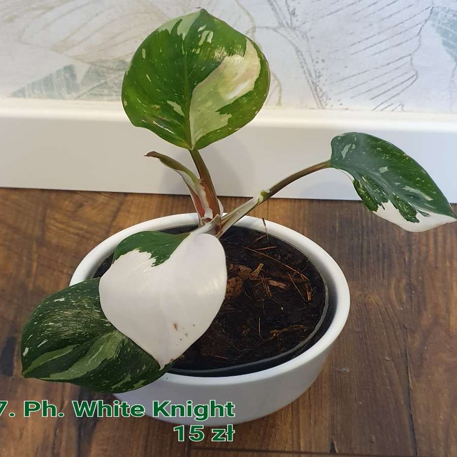 Philodendron White Knight