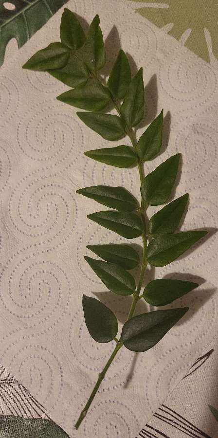 Hoya bella 2