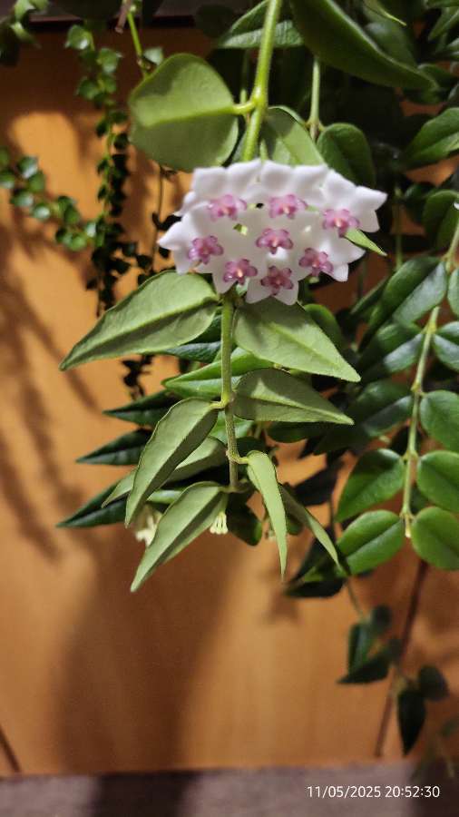Hoya bella 2