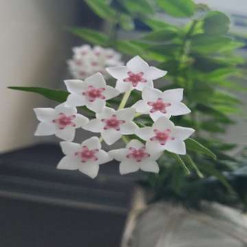 Hoya bella