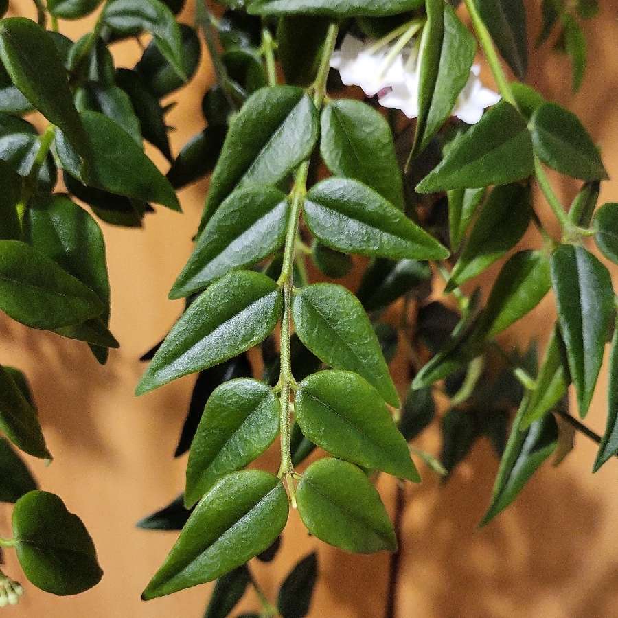 Hoya bella