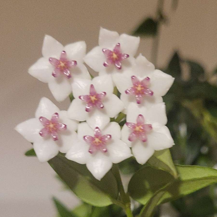 Hoya bella