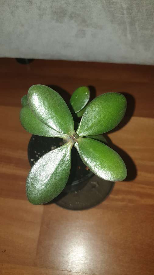 Grubosz drzewko szczęścia crassula 2