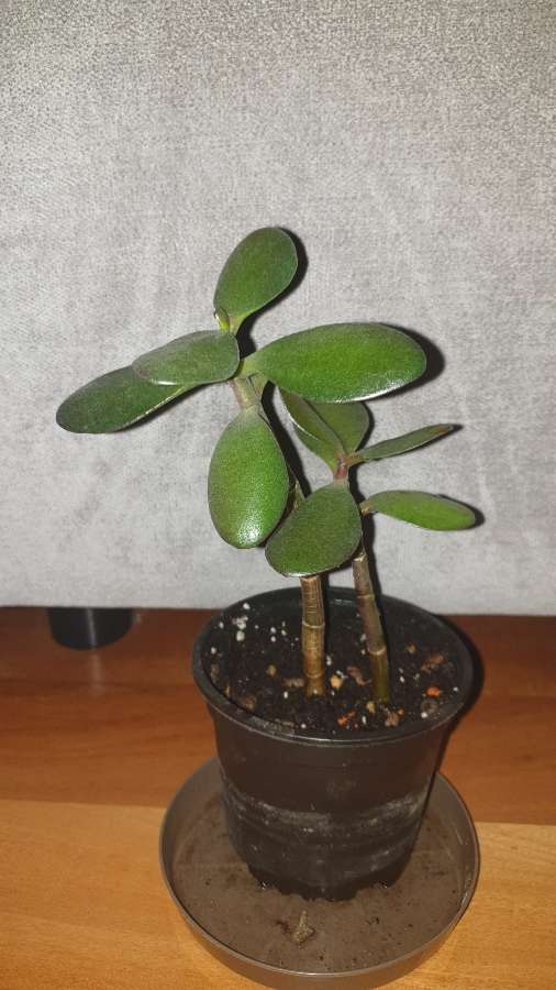 Grubosz drzewko szczęścia crassula 4