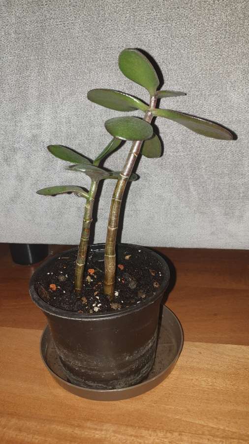 Grubosz drzewko szczęścia crassula 3
