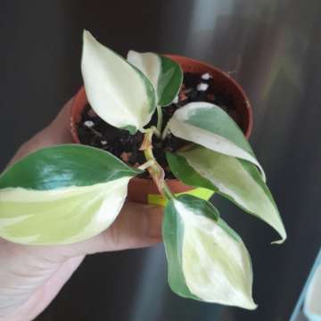 Filodendron Rio