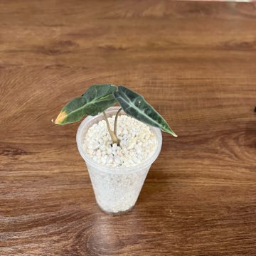 Alocasia Polly Tricolor