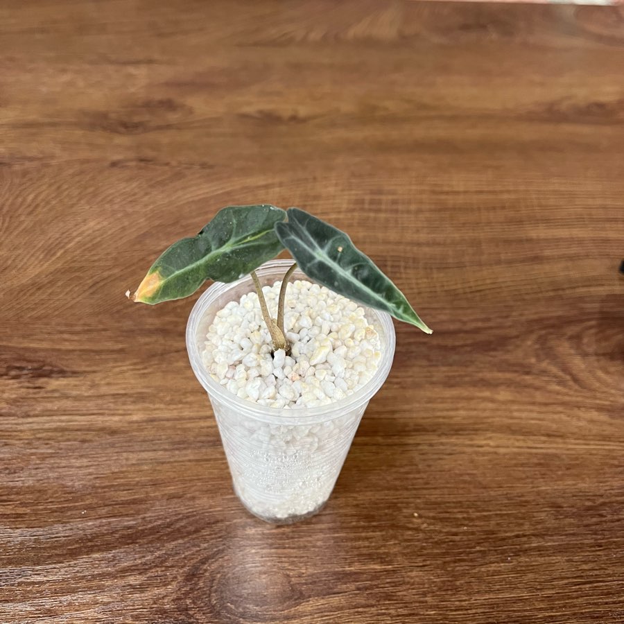 Alocasia Polly Tricolor