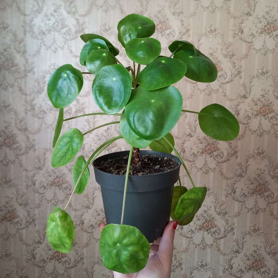 Pieniążek-pilea