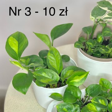 Epi Global Green [nr 3 10 zł]