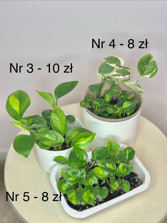 Epi Global Green [nr 3 10 zł] 2