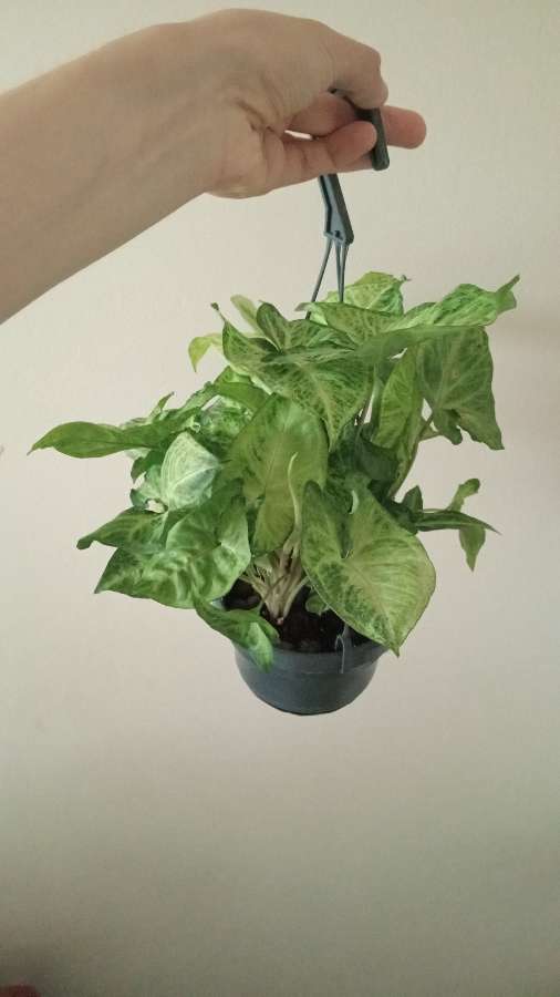 Syngonium 2