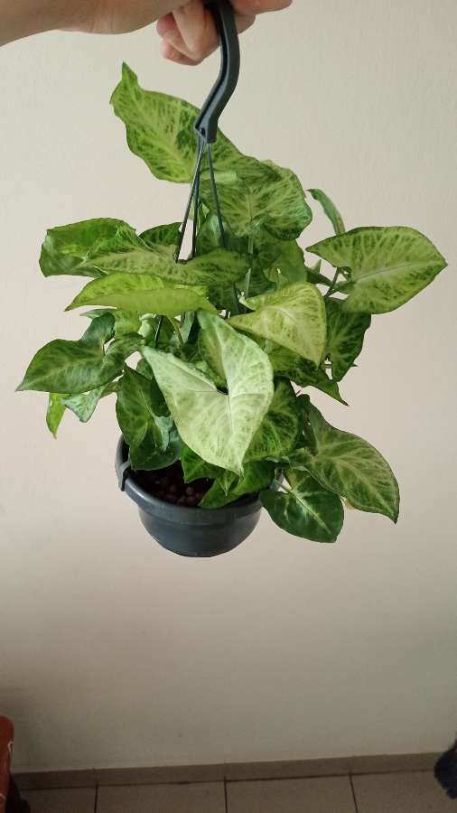 Syngonium 3