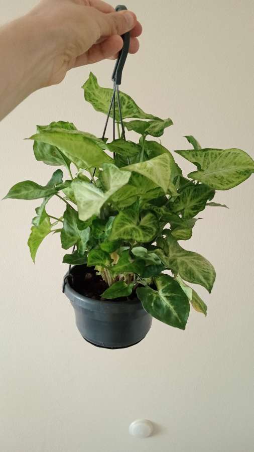 Syngonium 4