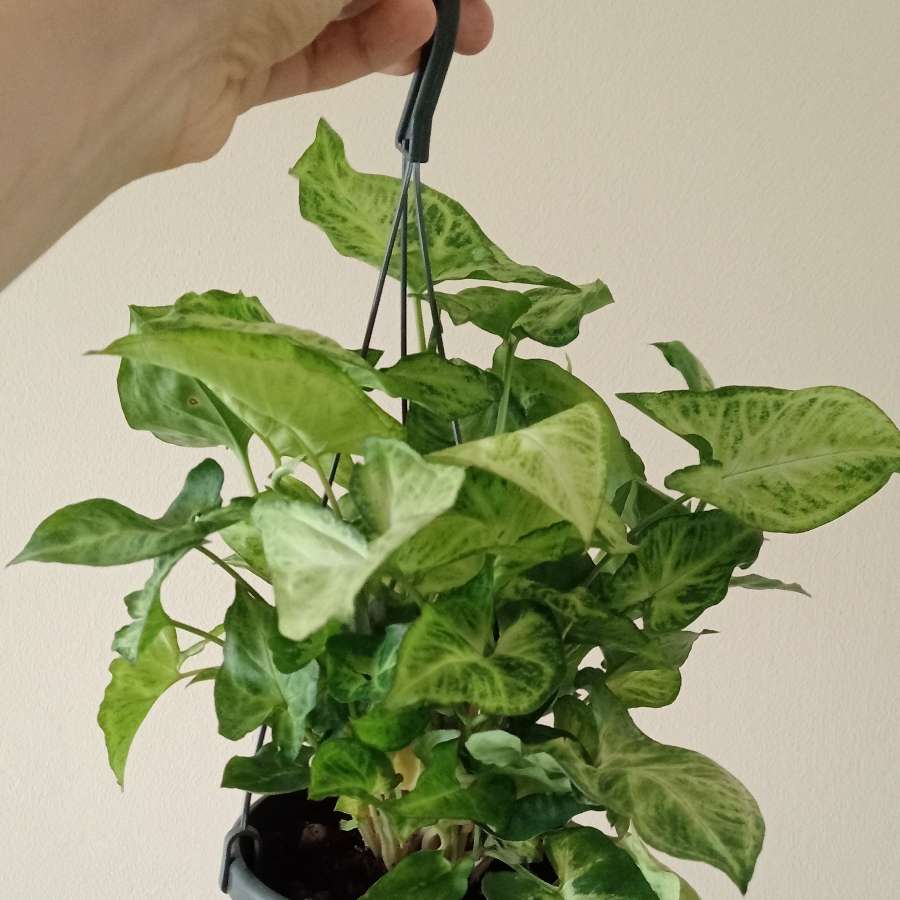 Syngonium