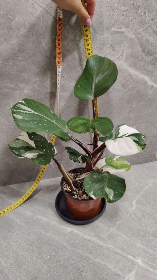 Philodendron White Knight XL 3