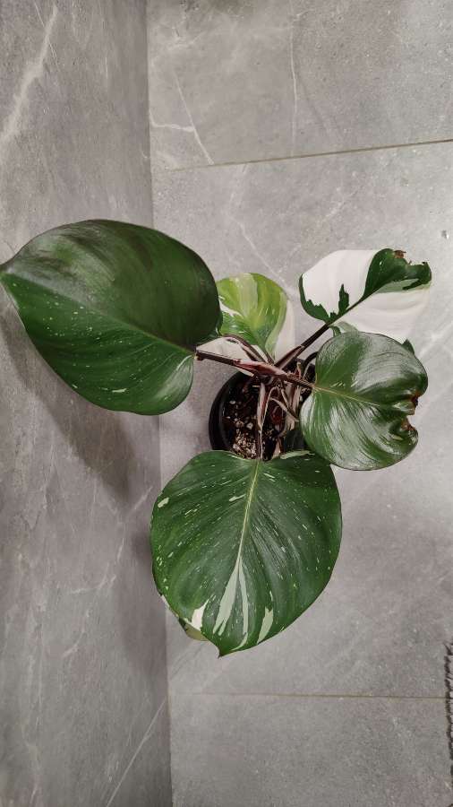 Philodendron White Knight XL 2