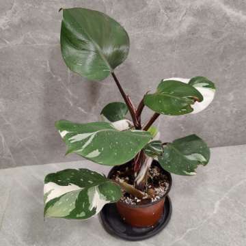 Philodendron White Knight XL