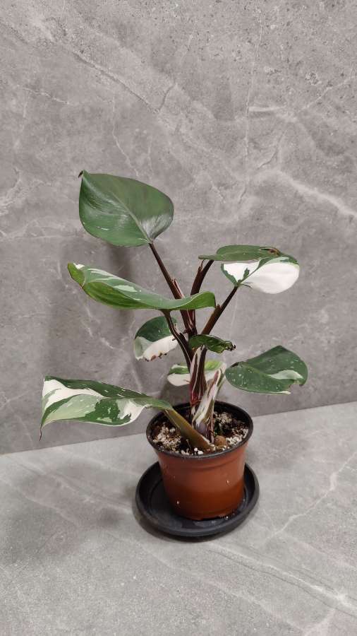 Philodendron White Knight XL 4