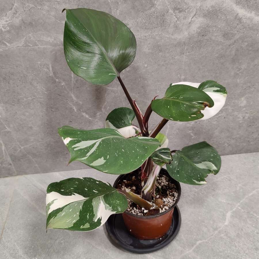 Philodendron White Knight XL