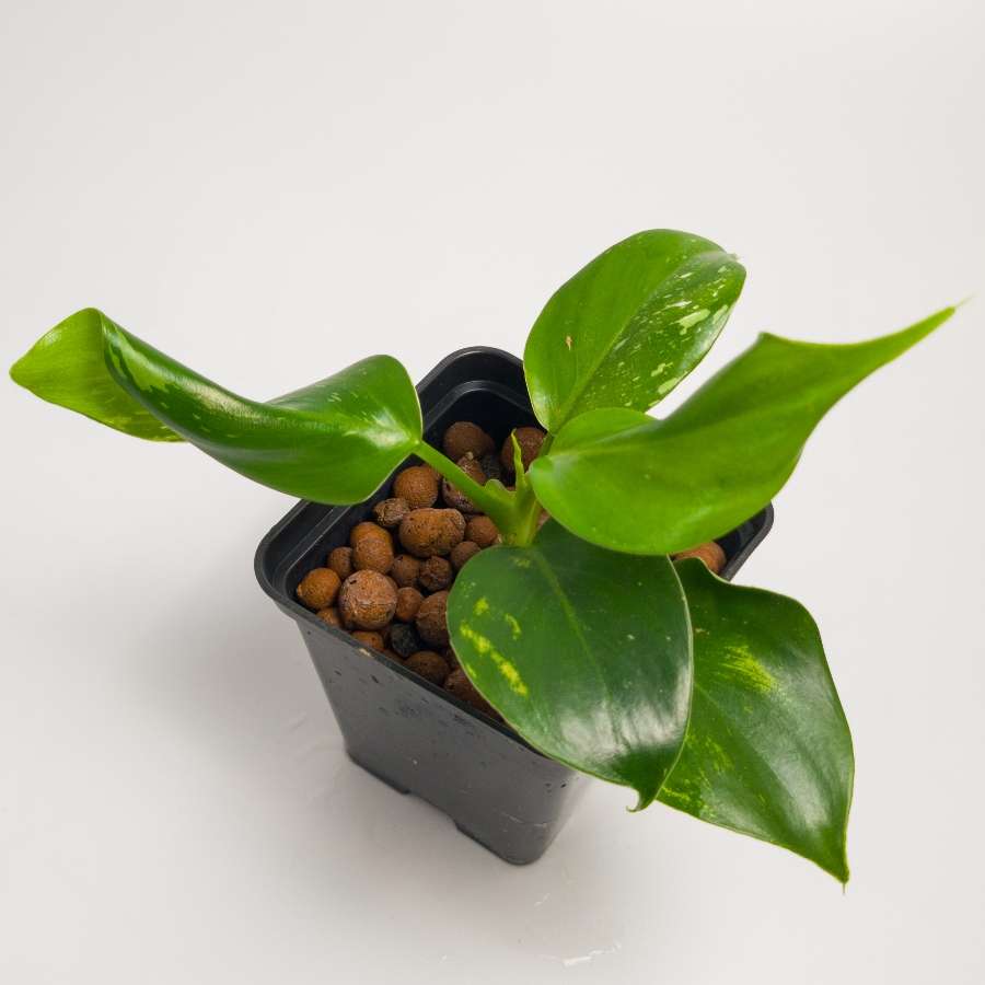 Philodendron White Wizard