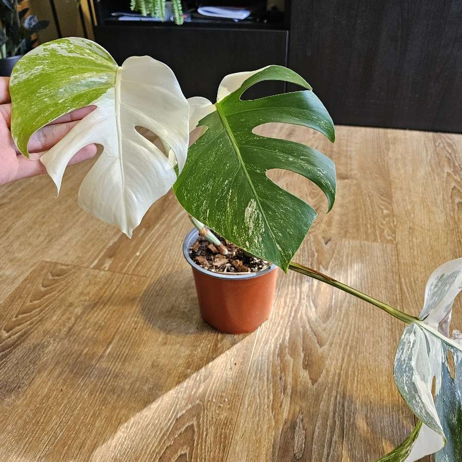 Monstera deliciosa 'Variegata'