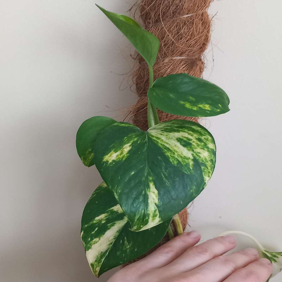 Epipremnum złociste