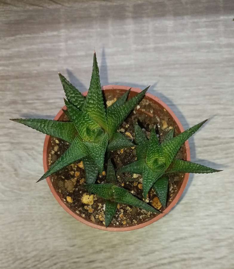 Haworthia 3