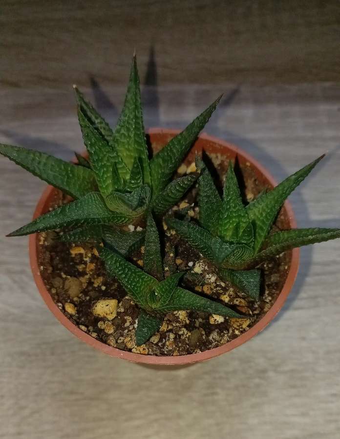 Haworthia 2