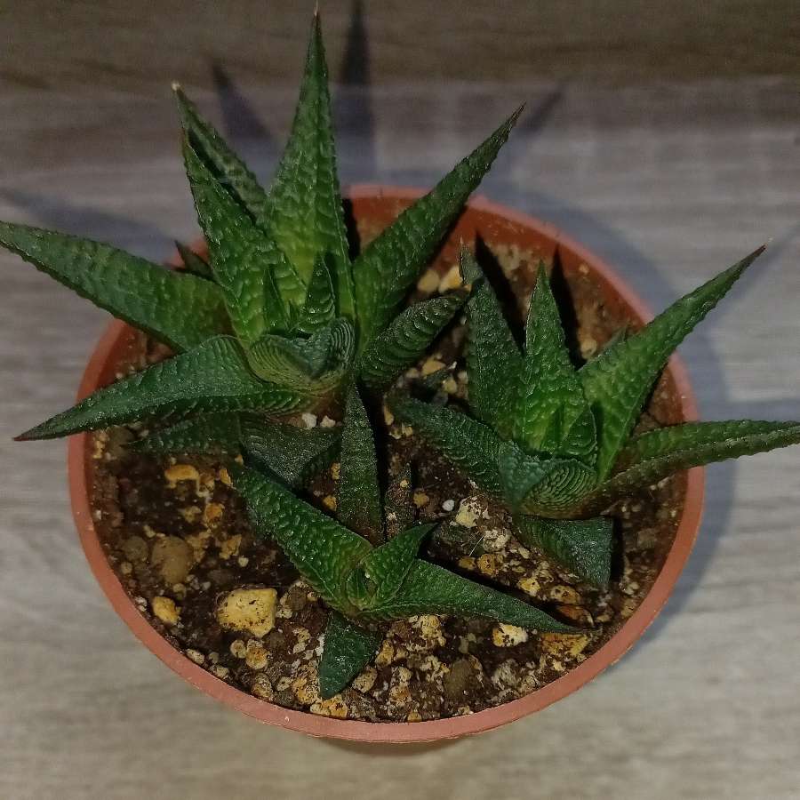 Haworthia