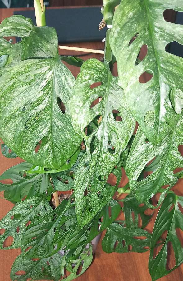 Monstera Adansonii Mint 2