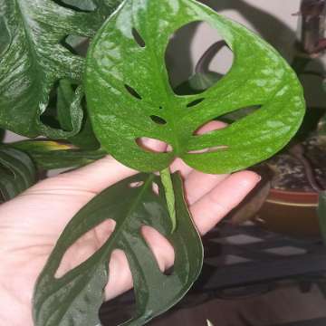 Monstera Adansonii Mint